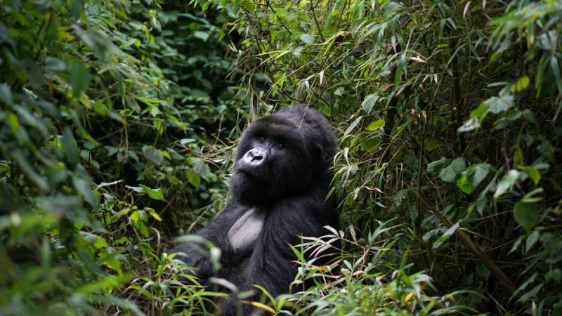 Gorilla lacht Nachwuchs an