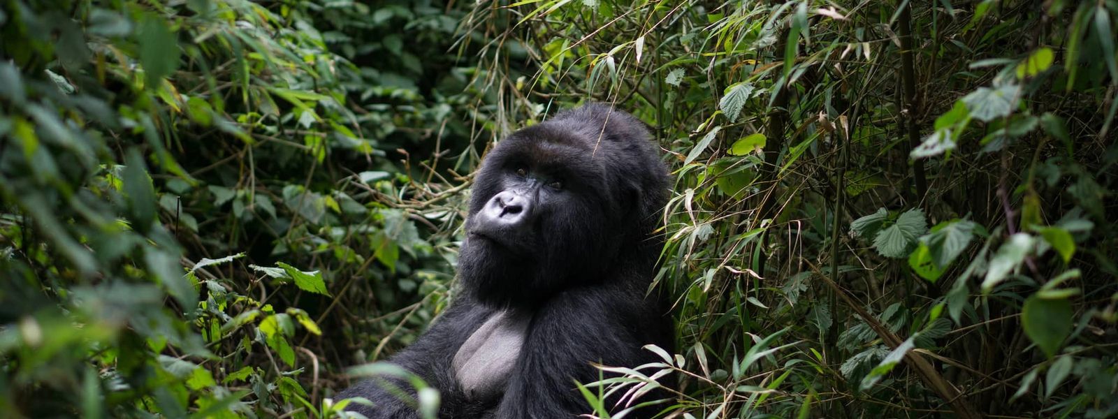 Experience the Best Gorilla and Chimpanzee Trekking Adventure in Rwanda