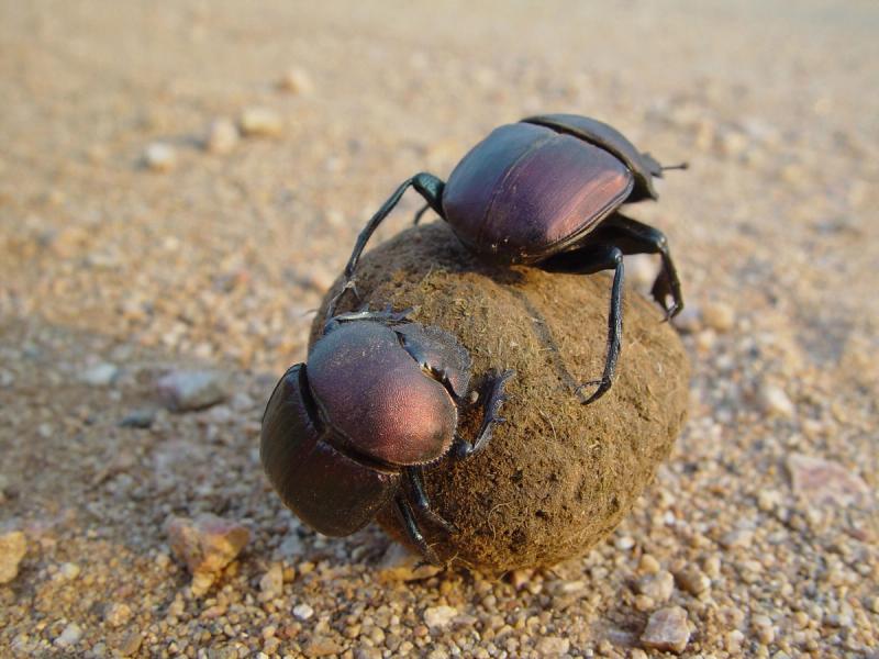 Dung beetles at Rhino Walking Safaris Post Camp 