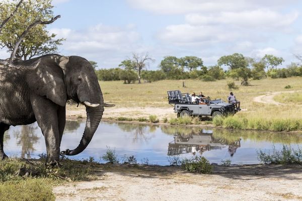 What Makes Silvan's Elephants So Special: Silvan Safari Blog