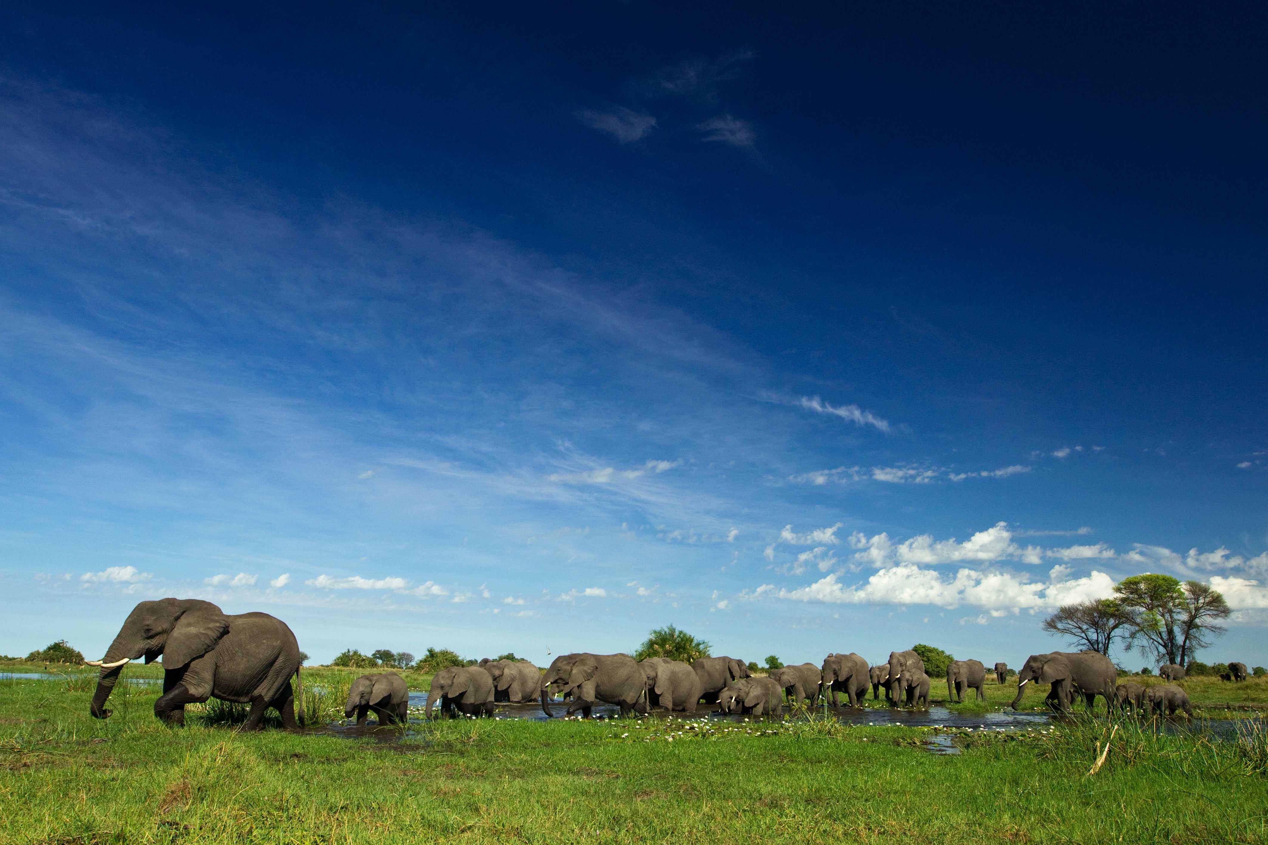 8 raisons de visiter le Botswana pendant la Saison des Pluies