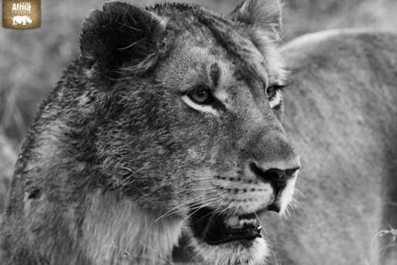 Bloodied lion at a kill
