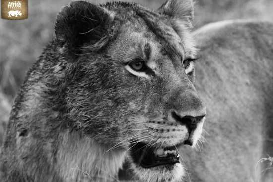 Bloodied lion at a kill