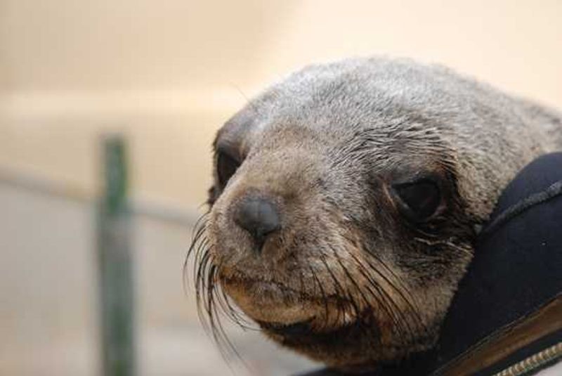 Spot seals and their pups