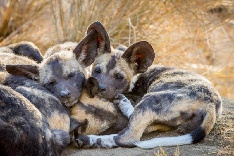Junge Wildhunde entspannen