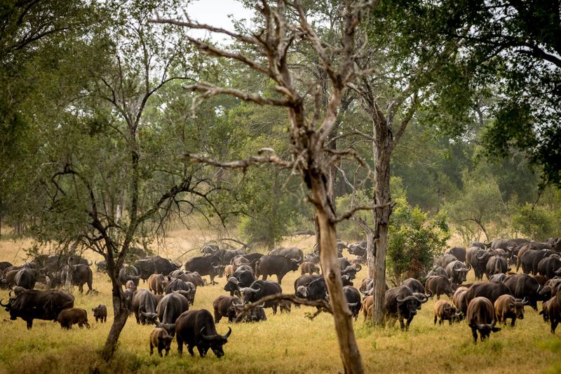 A large herd of African buffalo grazes and moves through a grassy, tree-dotted landscape in a nature reserve.