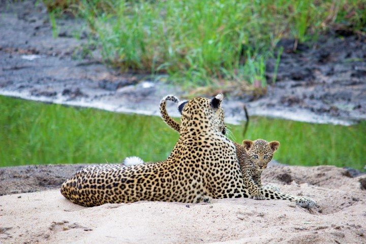 Krüger Nationalpark Safari: 24 Stunden im Busch