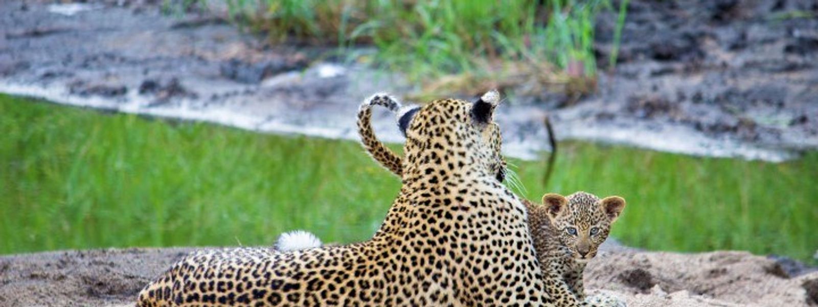 Krüger Nationalpark Safari: 24 Stunden im Busch