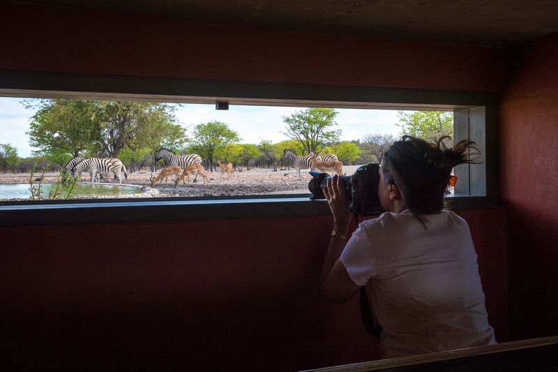 Woman in hide looing at elephants through camera lens