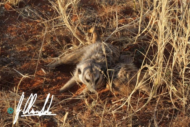 Meerkat playing in the Kalahari
