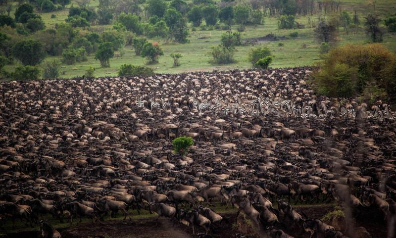 The Great Migration
