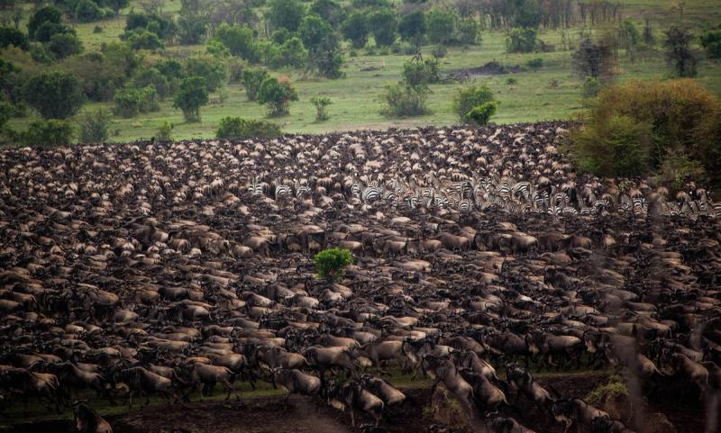 The Great Migration