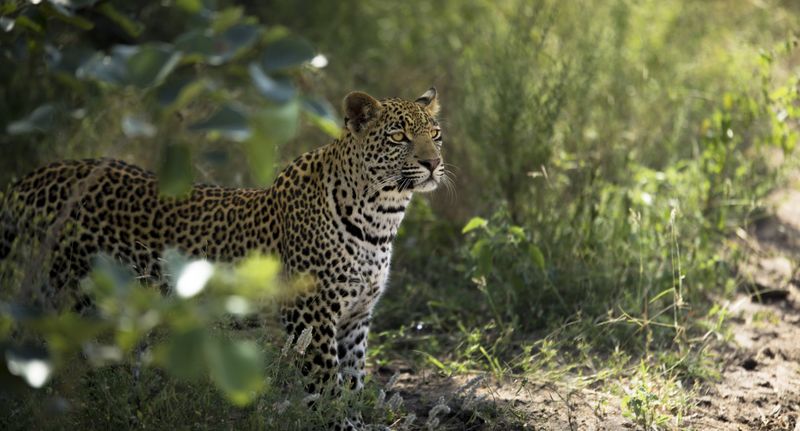 A leopard watches the game vehicle
