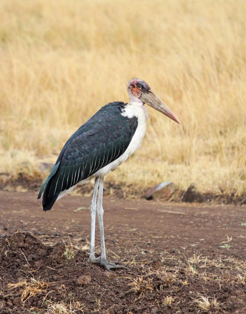 Wildtiere im Masai Mara