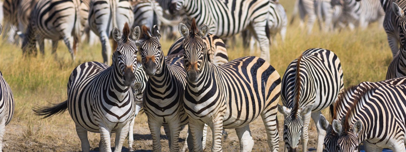 African Travel in January: Where to Go