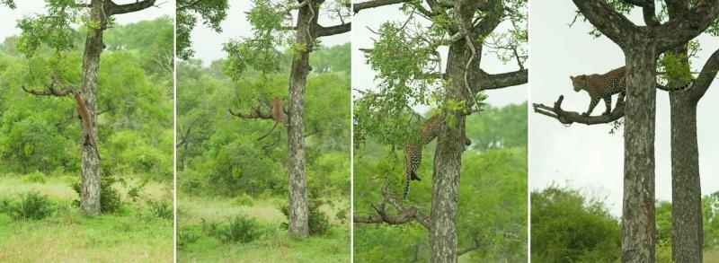 Leopard action in the Sabi Sand