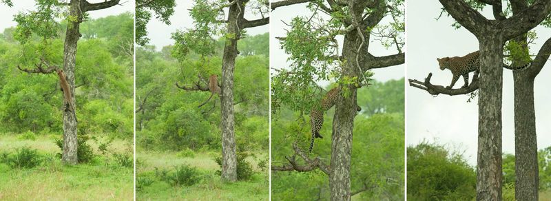 Leopard action in the Sabi Sand