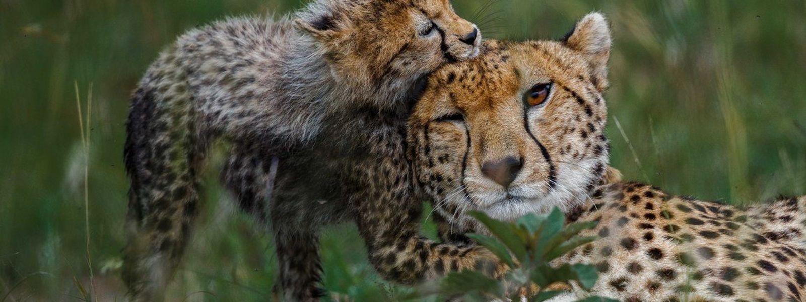 APOTY 2018 | Descubre a los grandes felinos