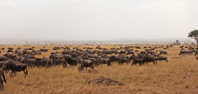The Masai Mara