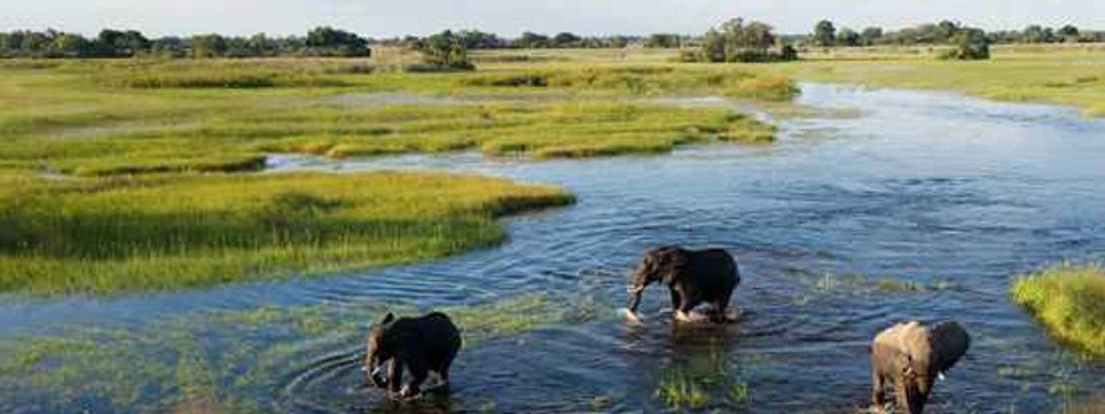 Grande Migração vs Okavango Delta: quando reservar seu safári