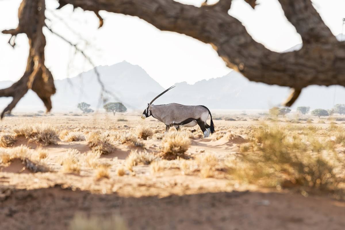 Amazing Facts about the 5 Desert-Adapted Animals of Namibia