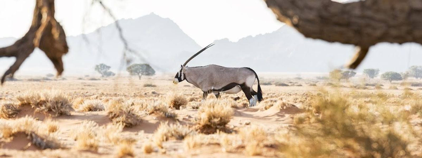 Amazing Facts about the 5 Desert-Adapted Animals of Namibia