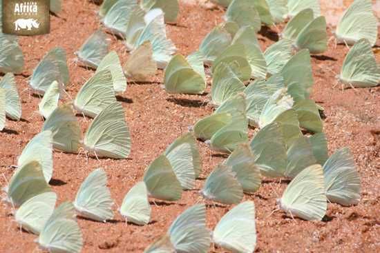 Butterflies as far as the eye can see