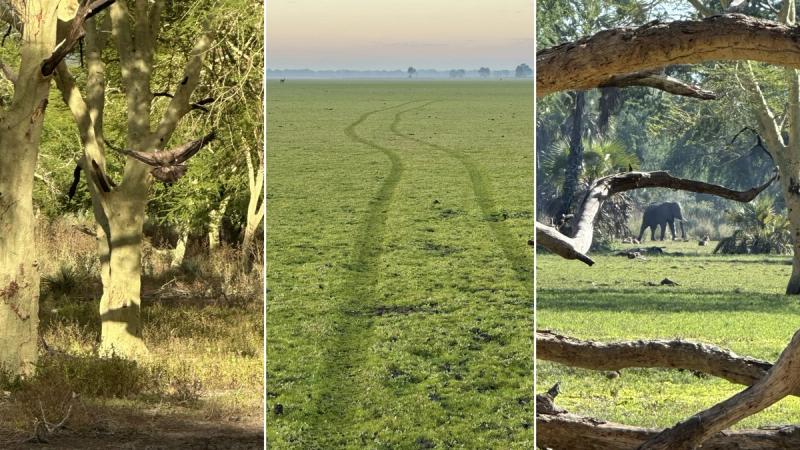 A Gorongosa safari showing a bird cutting through fever trees, tyre tracks stretching across an open floodplain, and an elephant browsing in the distance beneath fallen branches.