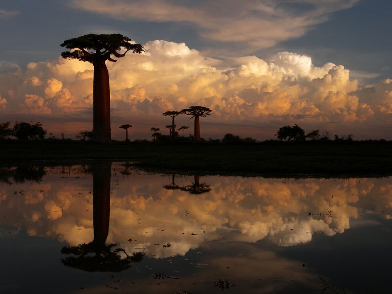 Baobab Alley in Madagascar at sunset
