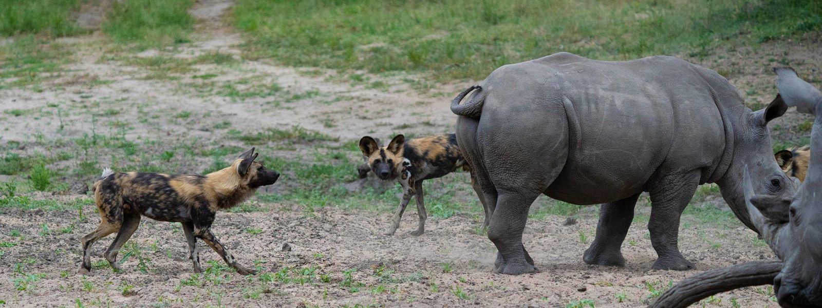 Silvan Safari Blog: Rhinos vs Wild Dogs