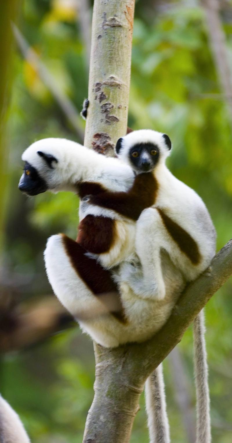 animaux nouveaux-nés d'Afrique - singe