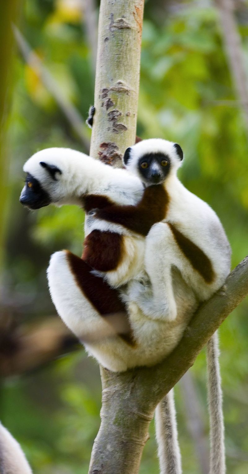 animaux nouveaux-nés d'Afrique - singe