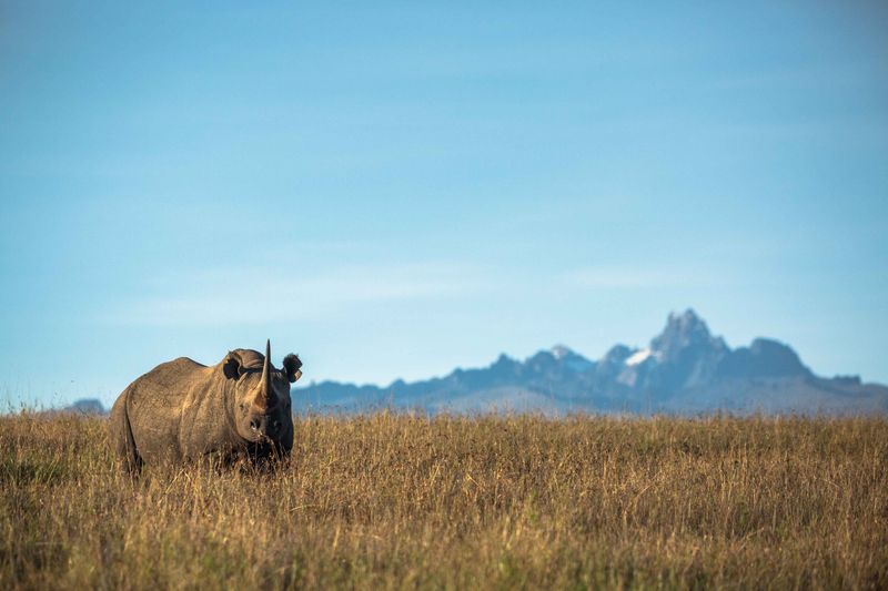 Rhino conservation by Borana Conservancy