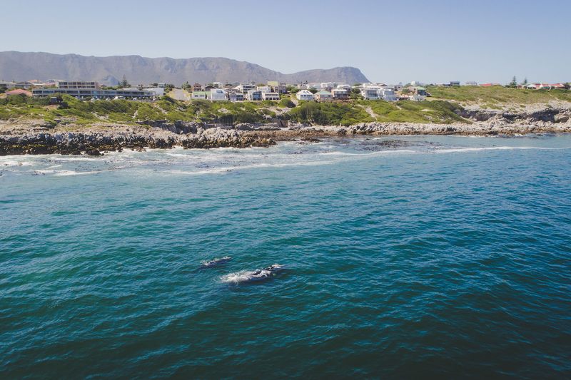 Die Garden Route in einer Woche: Starten Sie Ihren Roadtrip mit Whale Watching in Hermanus