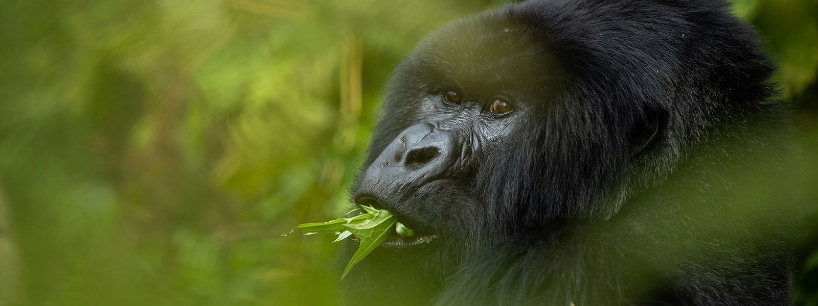 A Rwanda Safari at Close Range