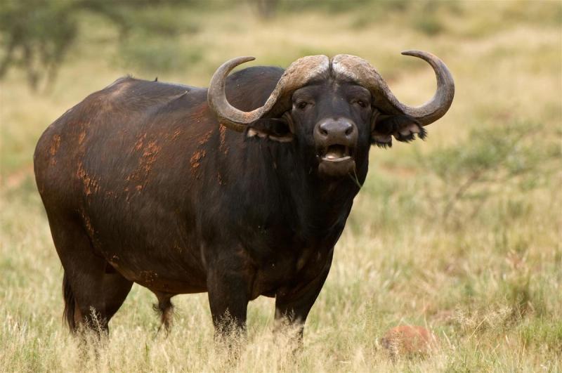 Cape Buffalo in the Eastern Cape