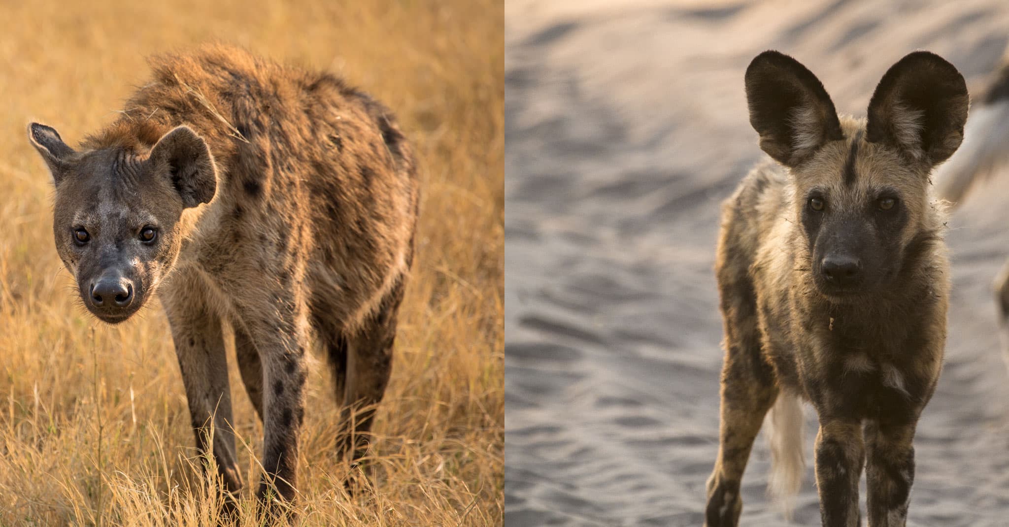 Hyena vs. Wild Dog | How Different Are They Really?
