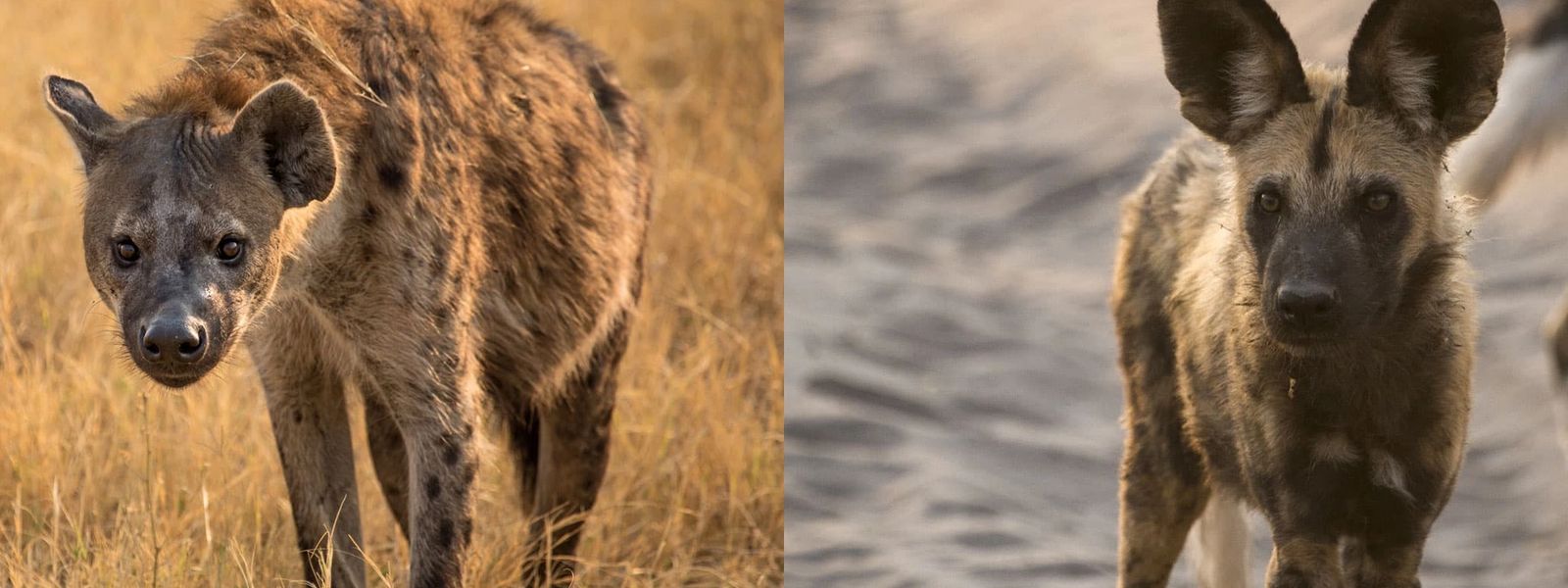 Hyena vs. Wild Dog | How Different Are They Really?