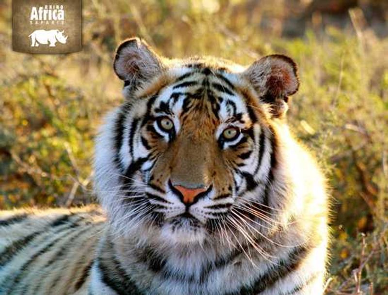 Tigers in Africa? Believe it.