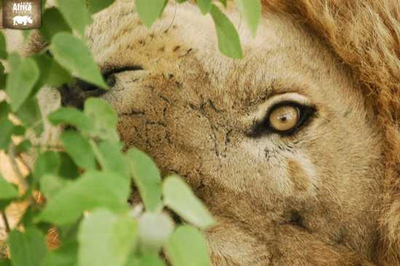 Looking into the eye of a Lion