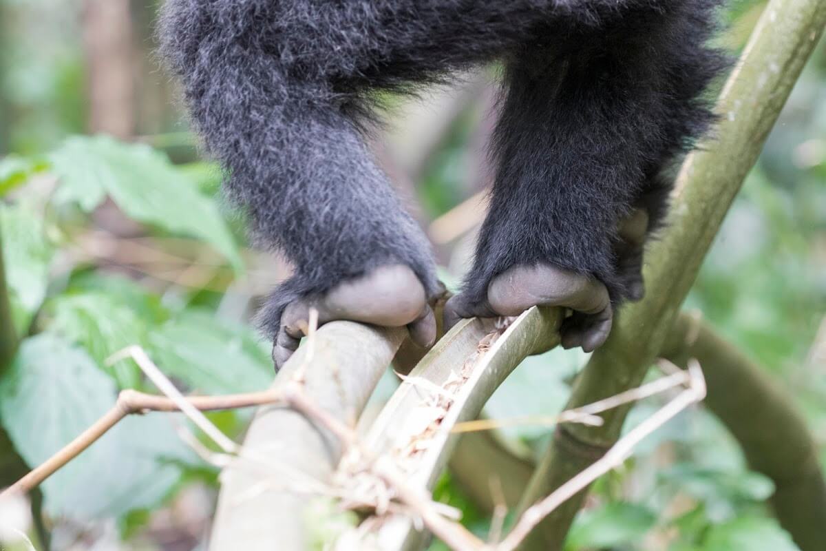 Gorilla-Trekking in Ruanda: Alle Infos