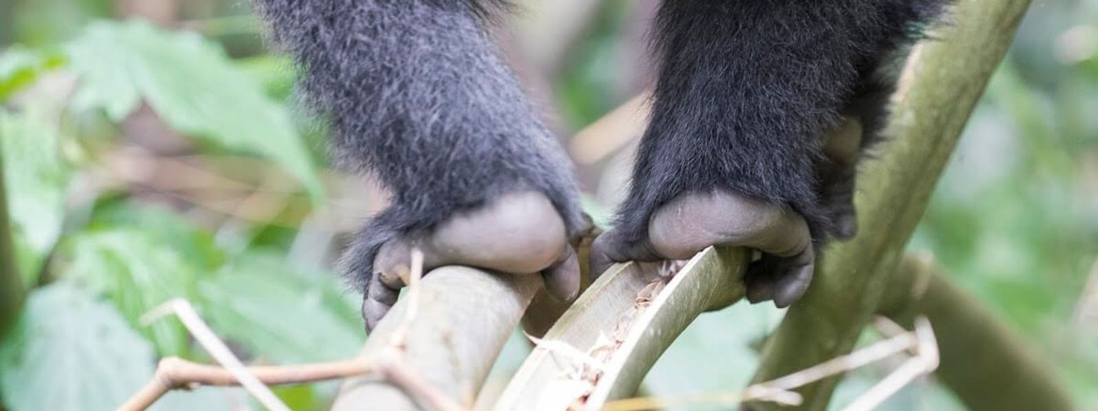 Gorilla-Trekking in Ruanda: Alle Infos