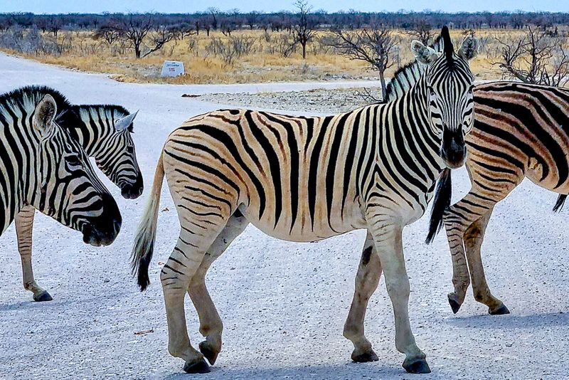 Zebras versperren die Straße im Etosha Nationalpark