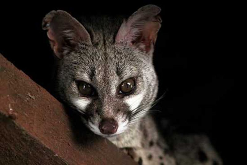 This curious genet is often seen watching guests on Phinda eating their dinner at the lodge