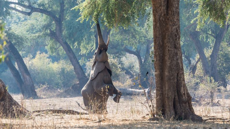 Ein Elefant steht auf den Hinterbeinen, um ans Grün in einem Baum zu gelangen