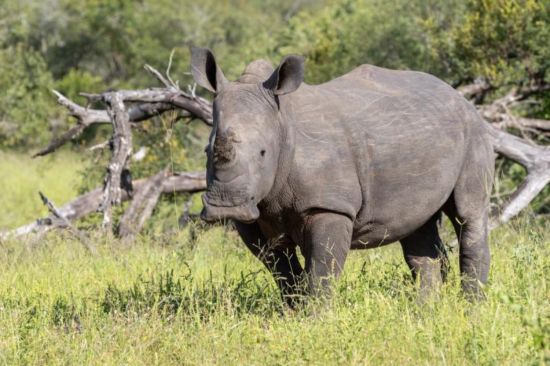 A rhinoceros stands in tall grass with trees and fallen branches in the background.