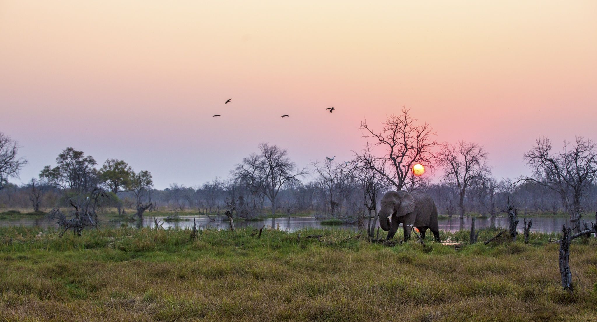 Welcome to the Jungle: How Botswana Became Africa’s Success Story