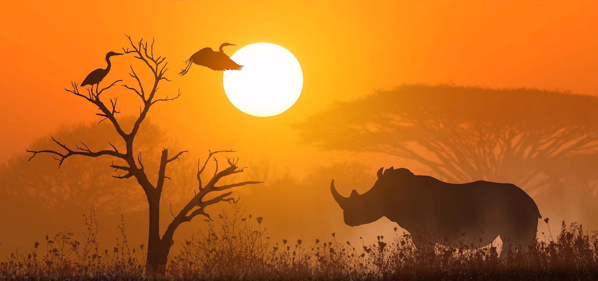 Africa’s Big 5 and Where to See Them on Safari