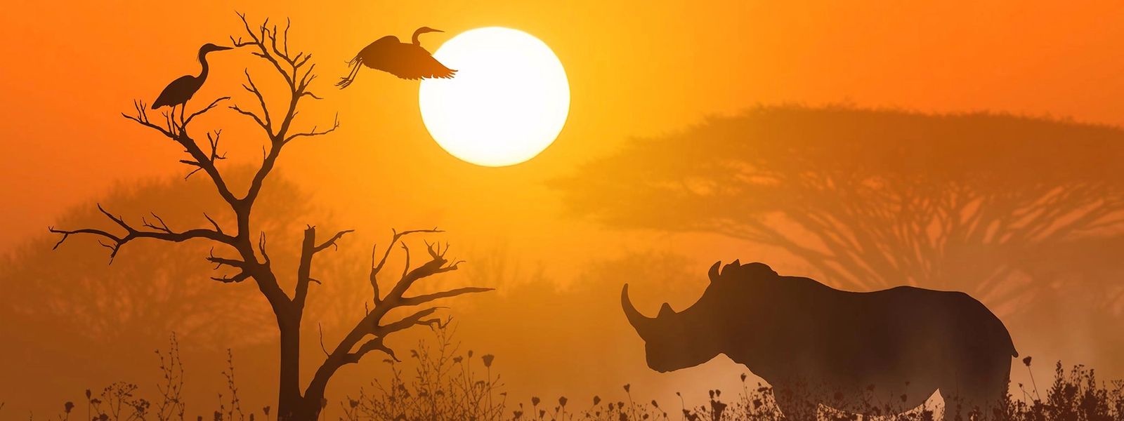 Africa’s Big 5 and Where to See Them on Safari