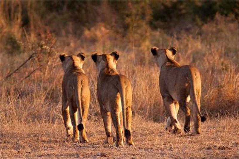 Photograph by Tally Smith | Londolozi